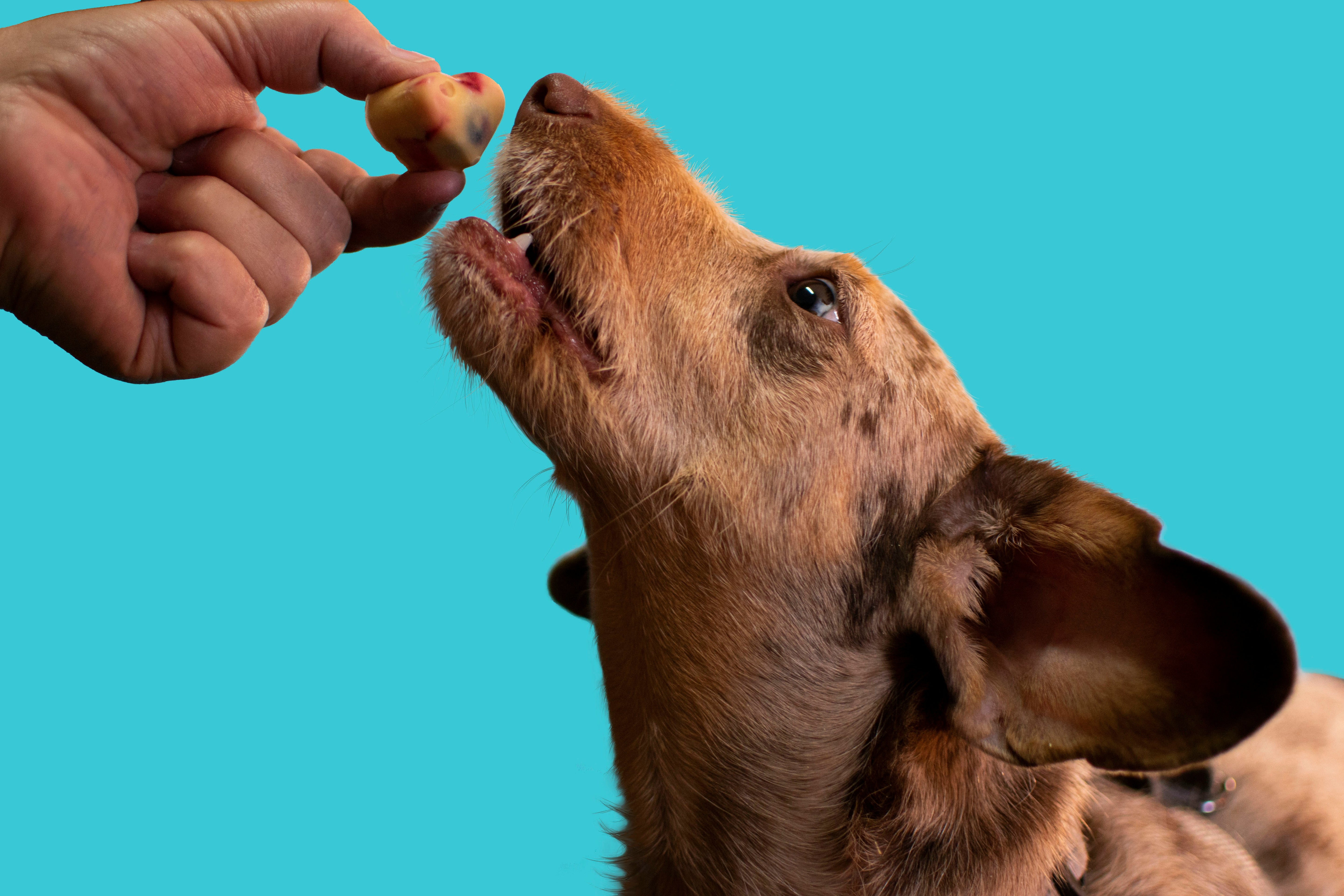 Nibble